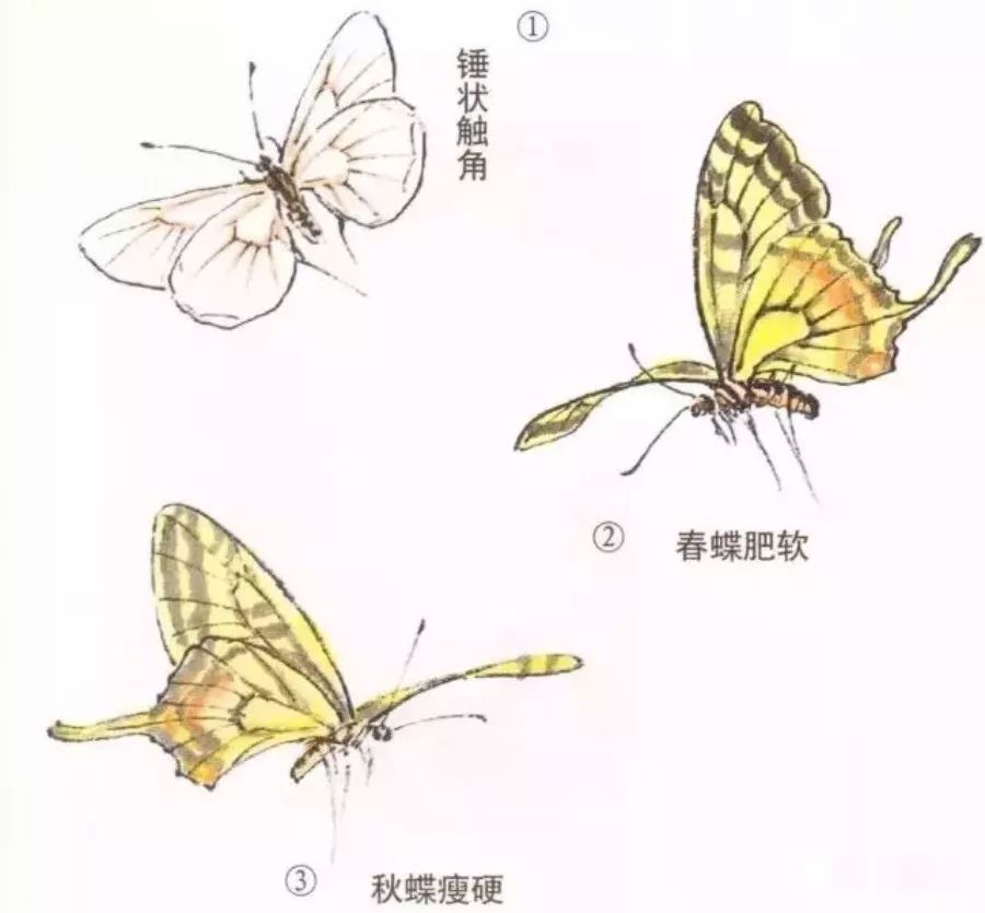 少儿画蝴蝶的画法步骤图片