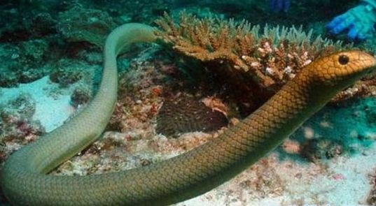 它们咬人可在数十分钟内致死. 2.贝氏海蛇海蛇有毒吗?毋庸置疑!