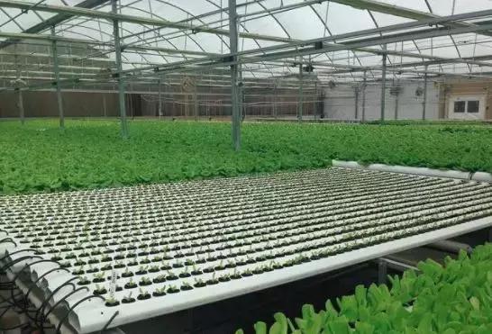 知道這幾種溫室設施農業種植技術嗎