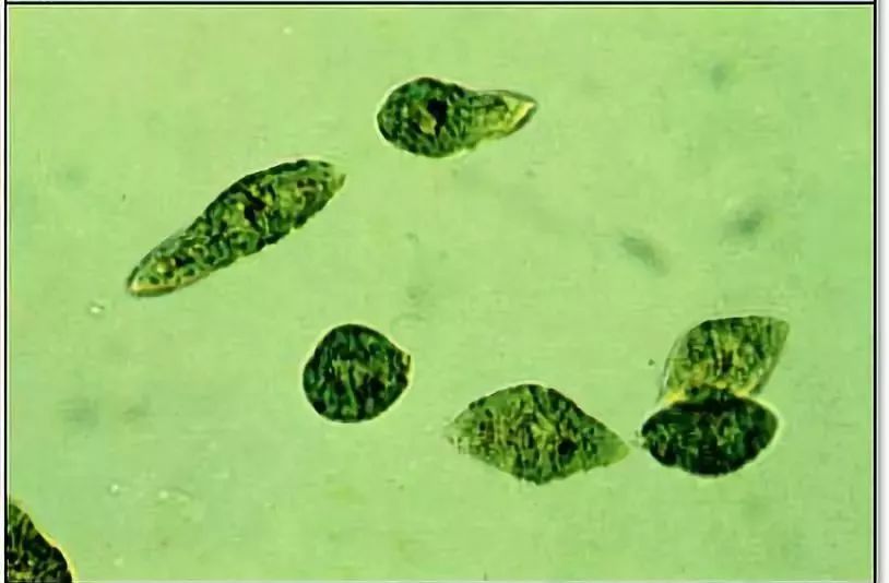原甲藻属图片