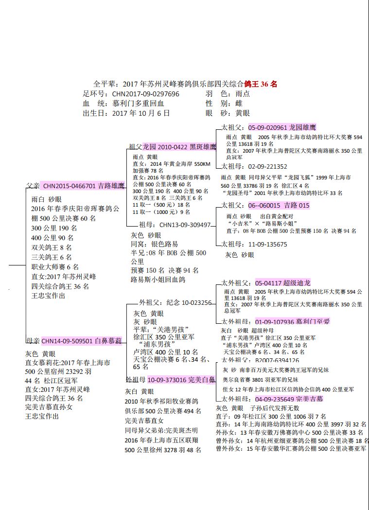 上海龍園鴿業10羽優秀種鴿欣賞拍賣血統利奧003蓋比慕利門克拉克詹森