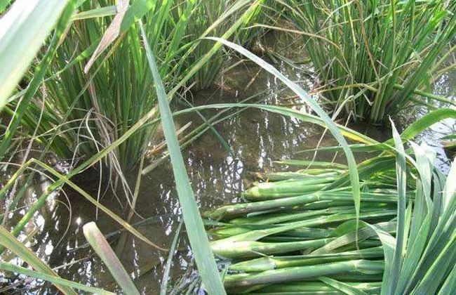为"菰",在唐代以前,茭白被当作粮食作物栽培,它的种子叫菰米或雕胡,是