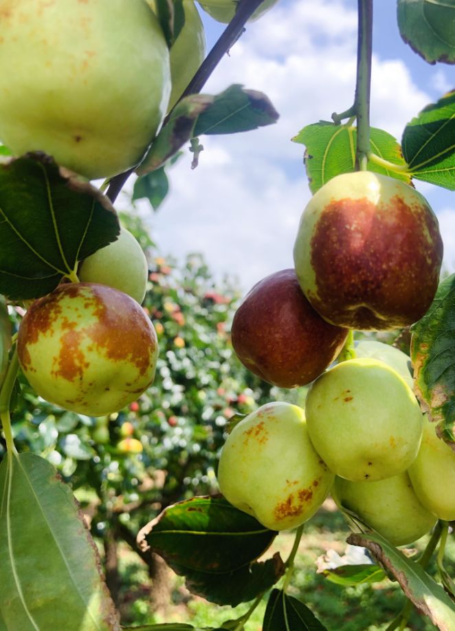 段七梨枣甜蜜上市