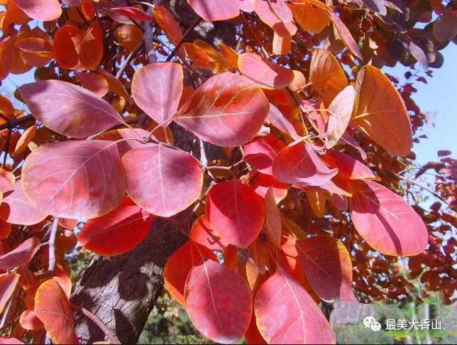 香山黄栌,美翻这个秋天!_scop