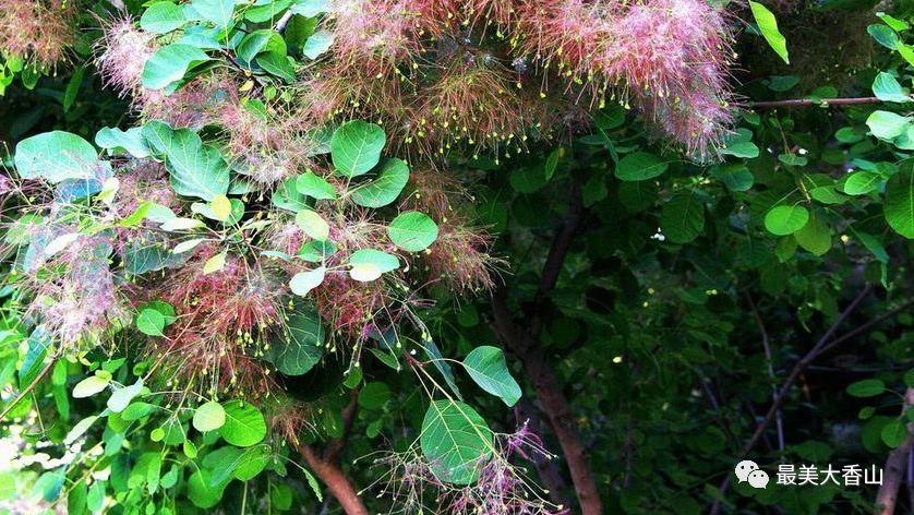 秋黄栌果期为7-8月份cotinus coggygria scop黄栌果实的颜色为深色