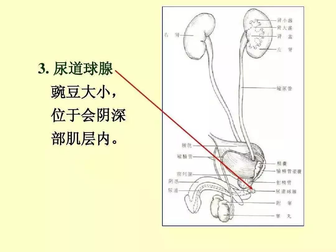 尿道球部的解剖位置图片