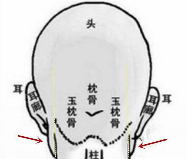 玉枕骨位置图片