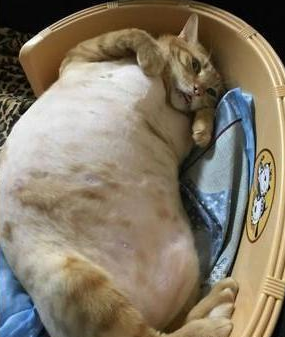 橘猫满身"肥肉",网友直呼该减肥了,主人:它吃的并不多