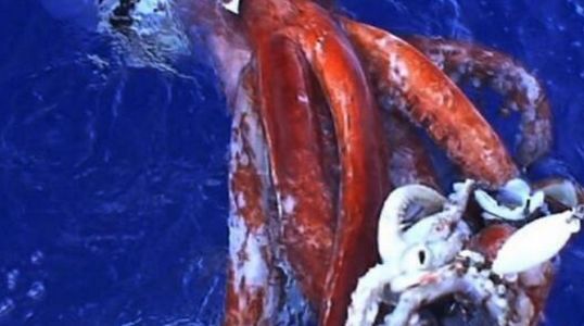 大海蛇真身是什么有这6种解释