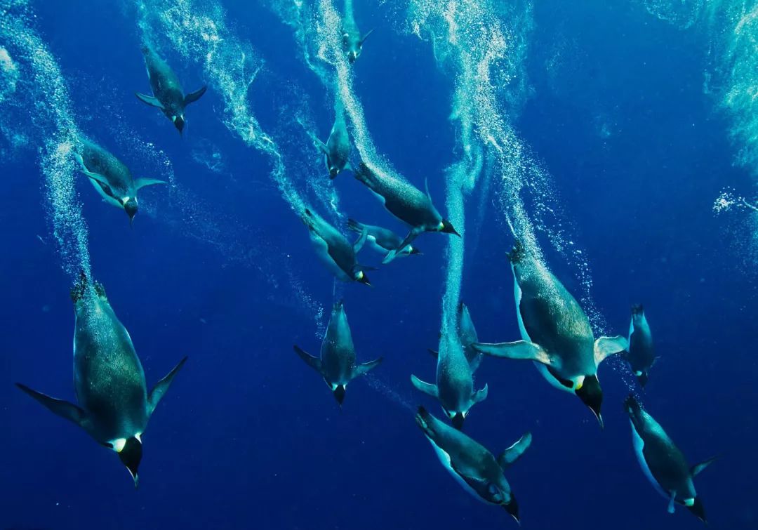 帝企鹅的游泳和潜水本领都很强你们好!我是小帝企鹅!