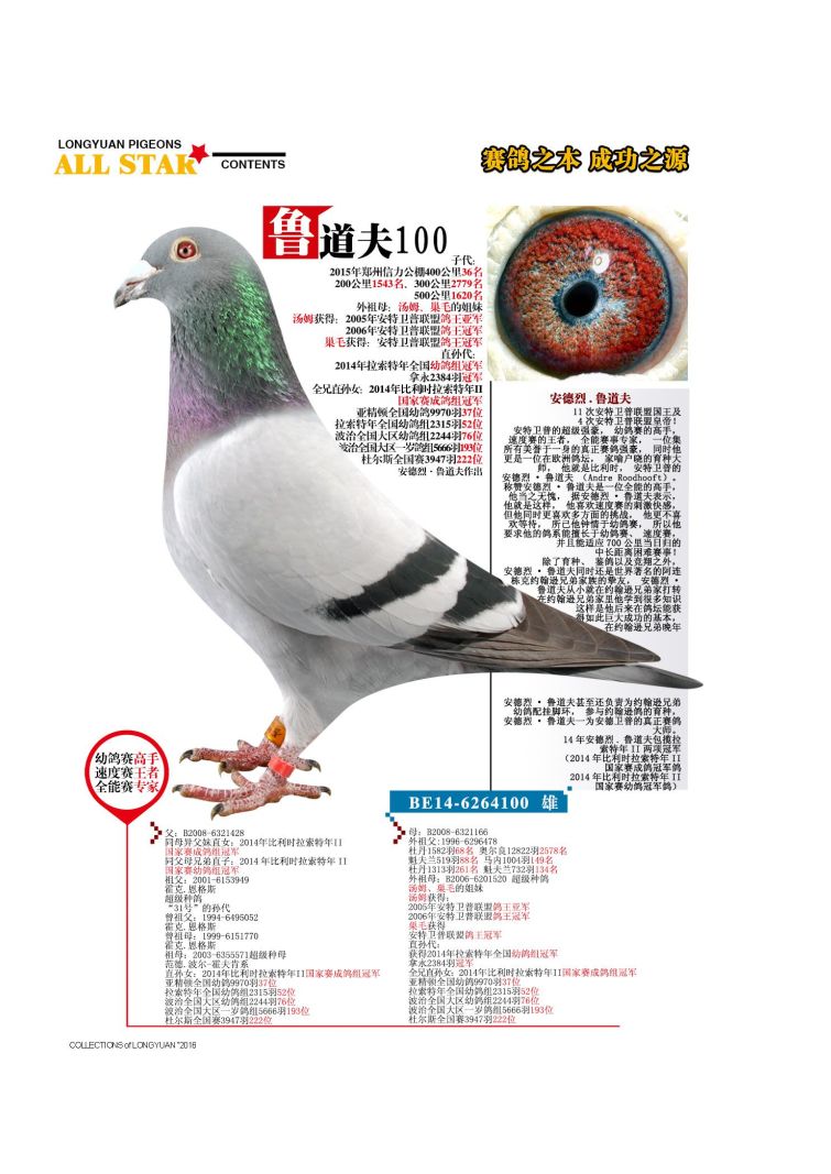 上海龙园鸽业10羽优秀种鸽欣赏拍卖血统利奥003盖比慕