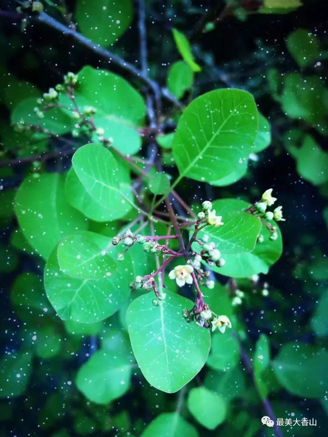 香山黄栌美翻这个秋天