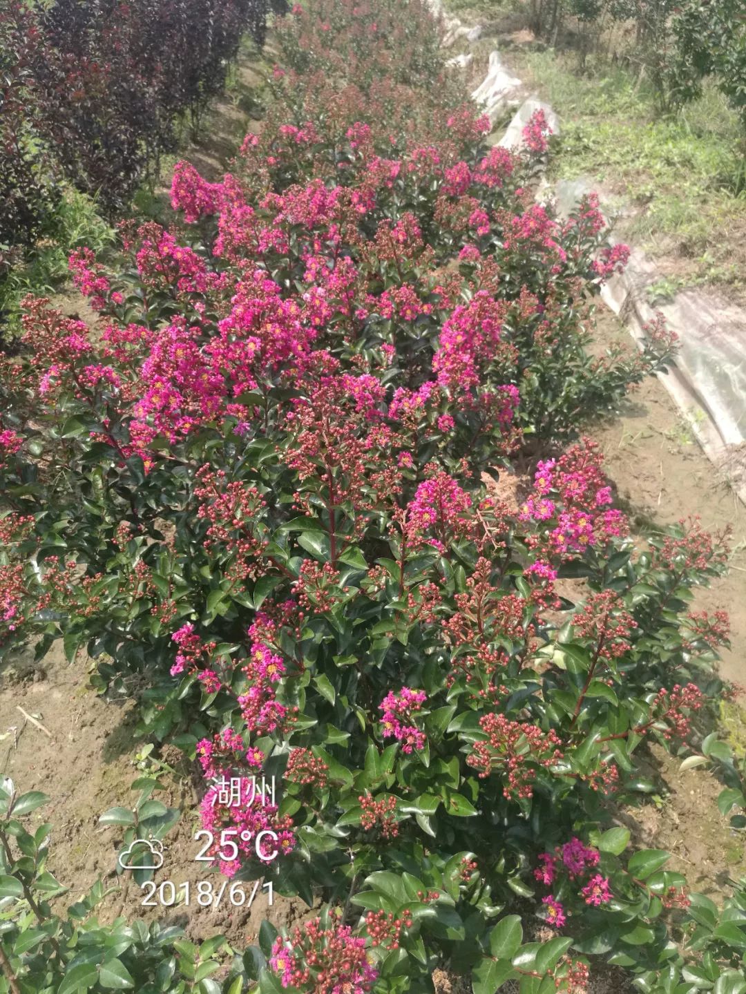 2019长兴花木大会新优品种展参选品种百丽矮紫薇