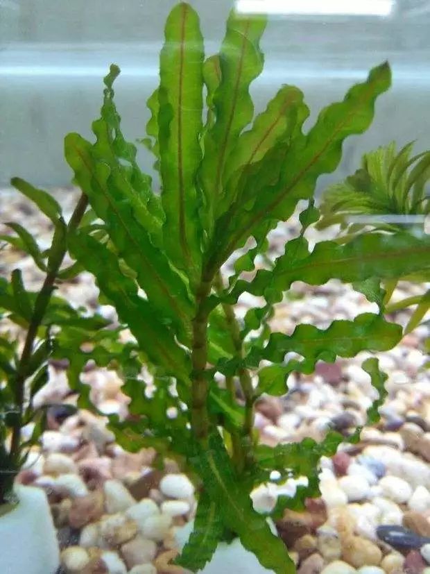 每日一花菹草可作绿肥并可净化水质