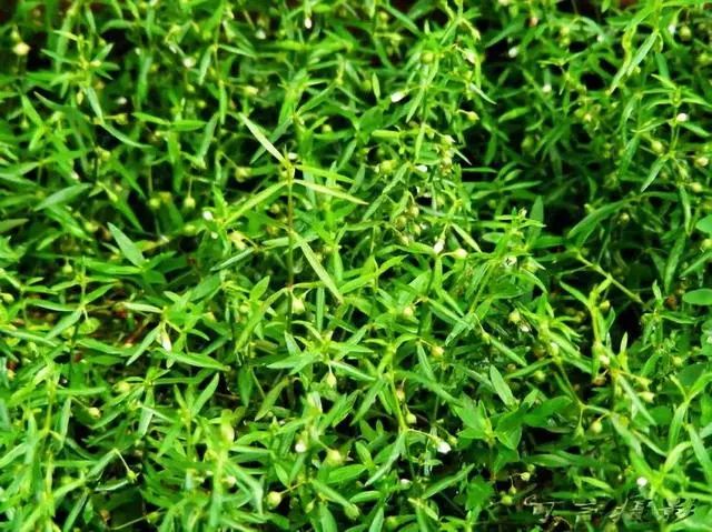 斗门路边常见的这种野草竟然要卖到30元斤