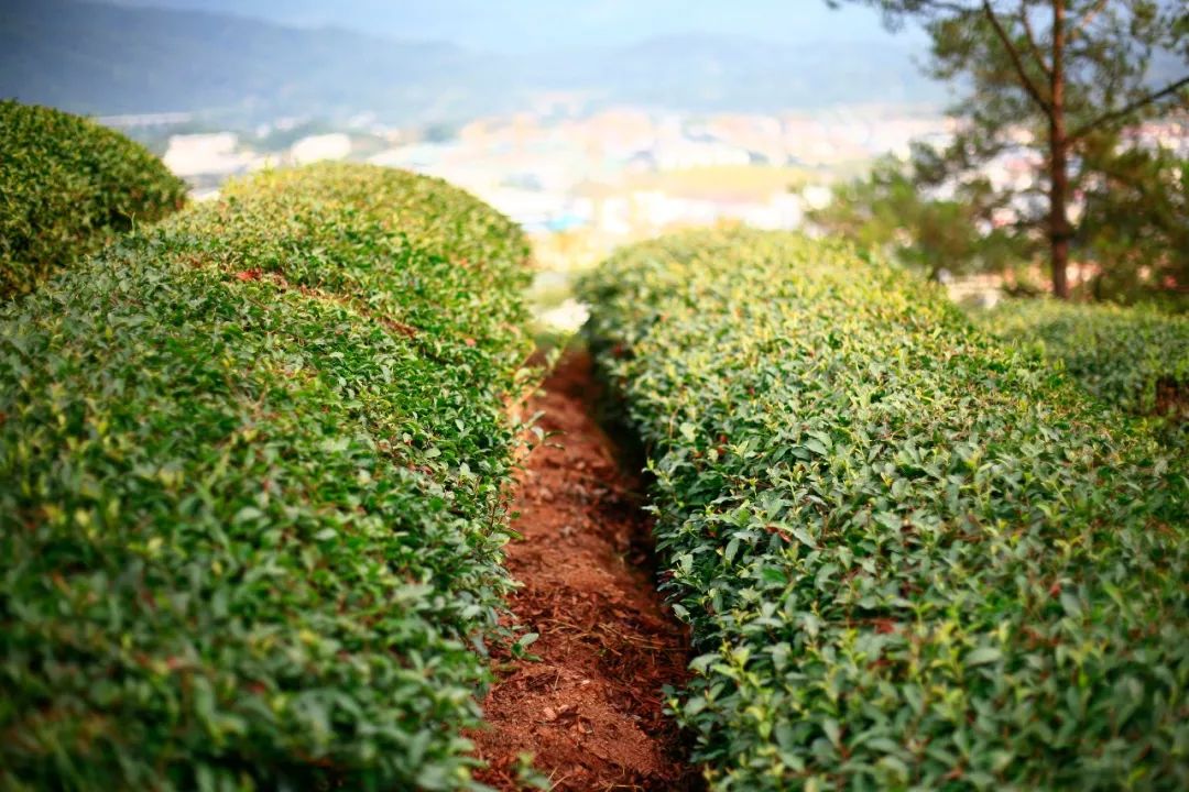 山场主人陈墩杰金交椅的山场味就是一股认真的味道