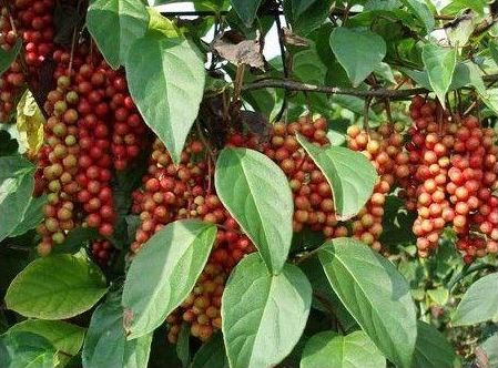 经常连枝一起摘下来,放火上烤,吱吱响,别有一番风味6,红刺泡(木瓜籽