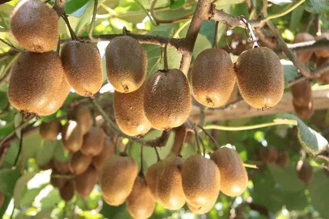 去年一上架就狂卖10000份的猕猴桃又成熟了陕西眉县徐香猕猴桃5斤299