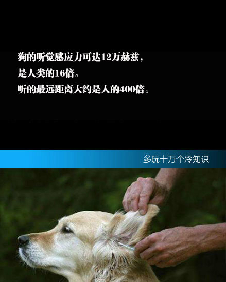 也可以说是武大郎的第三条腿很粗