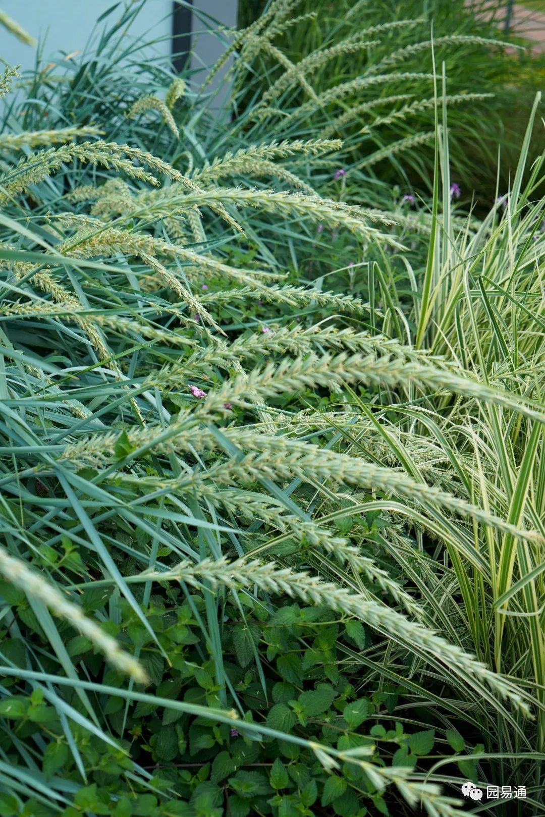 长效四季花境第二年的效果