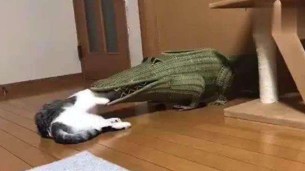 猫被鳄鱼玩具咬表情包图片