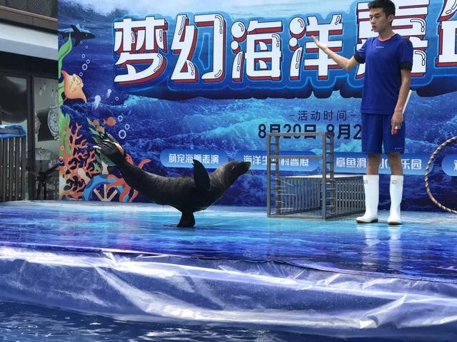 告别小海狮曲沃碧桂园海洋嘉年华精彩落幕