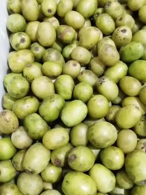 纯野生的南酸枣农村生活乡村