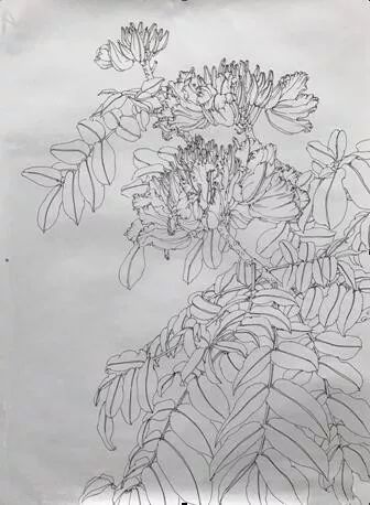 《之三---火焰花》《之四——杜鹃花》书法作品end秋季班开始招生啦!