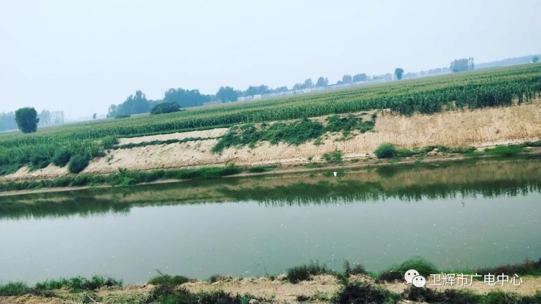 沿卫河大堤行进时,我在河南卫辉卫河堤段偶然发现,卫河两岸一色青