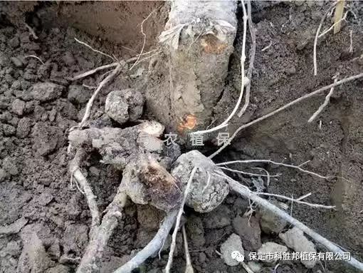 与农技术难防治的樱花根癌病