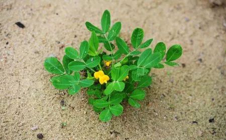 失眠是什么原因导致?花生叶来泡茶,让你一觉睡天亮!