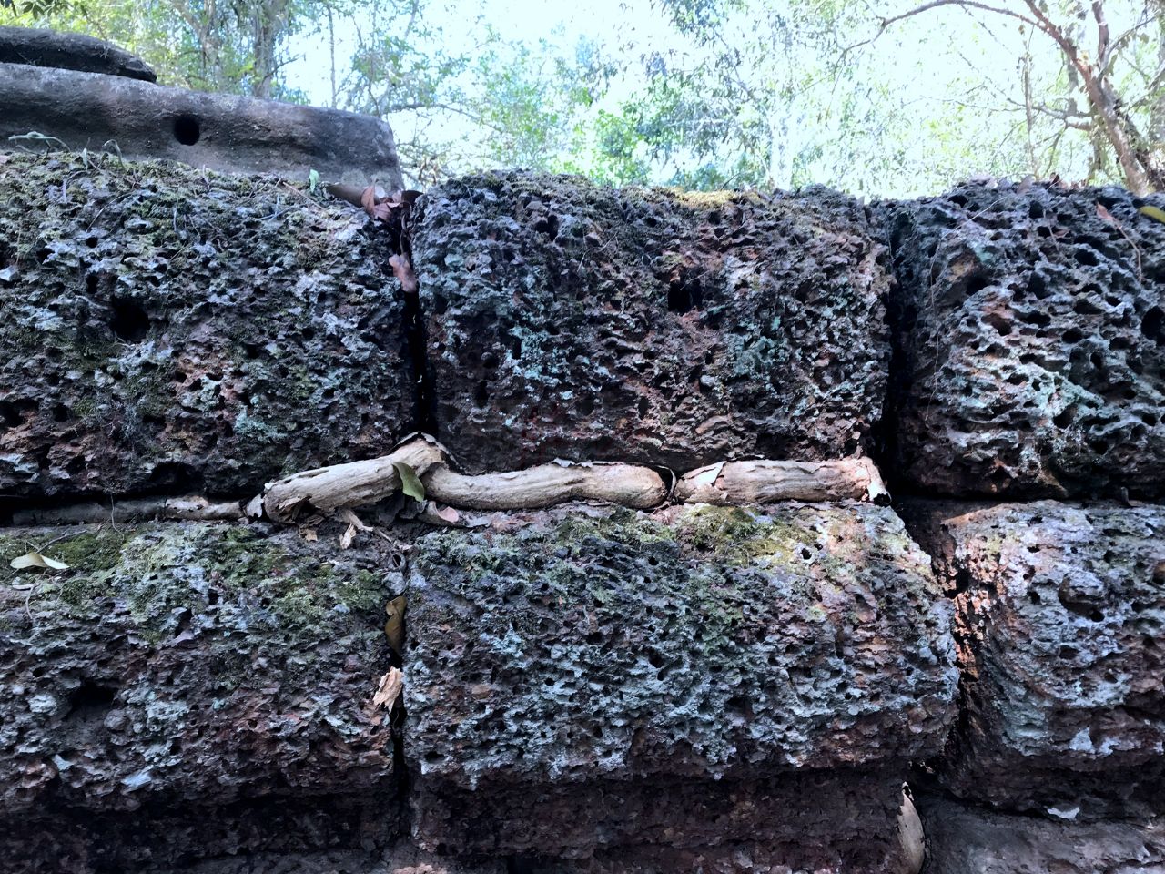 种子随着鸟粪落入石头缝中的泥土内,就开始发芽和生长.