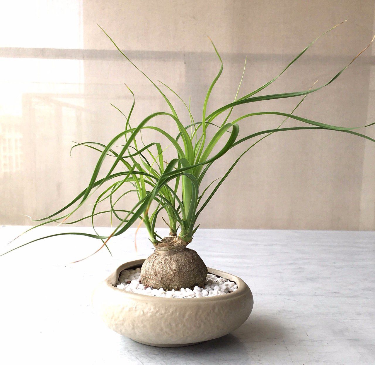 原创没想到酒瓶兰开花这么灿烂养室内变观叶植物大半年不浇水也行