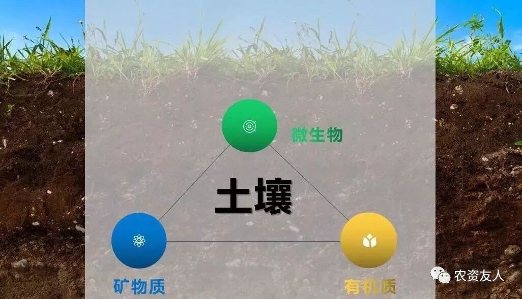 土壤三大组成矿物质有机质和微生物