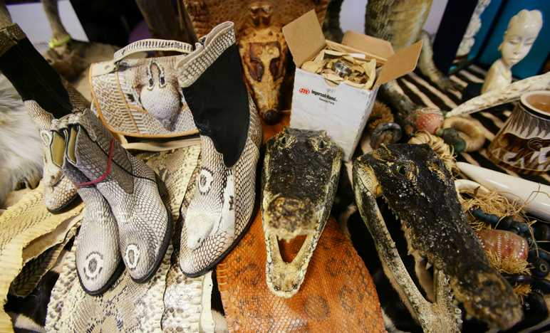 虎骨,虎鞭等壮阳药物在越南红灯区的需求量非常大;广东人对野味的钟情