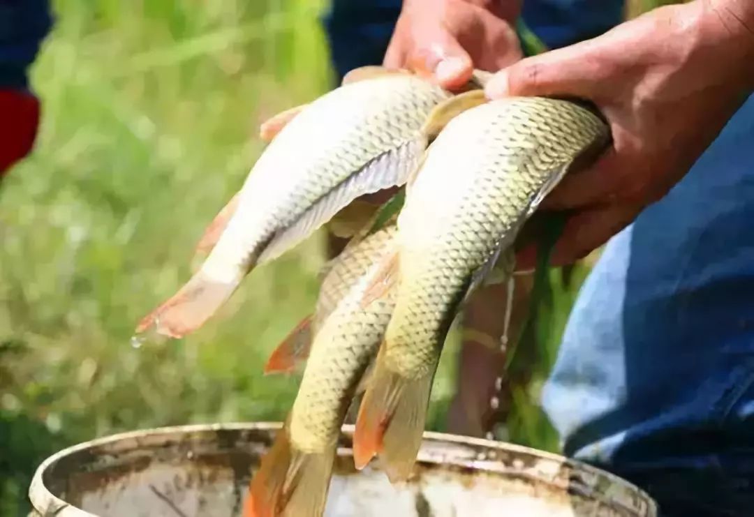 又到一年鱼米节9月7日我在晋宁沙堤的网红稻田等你