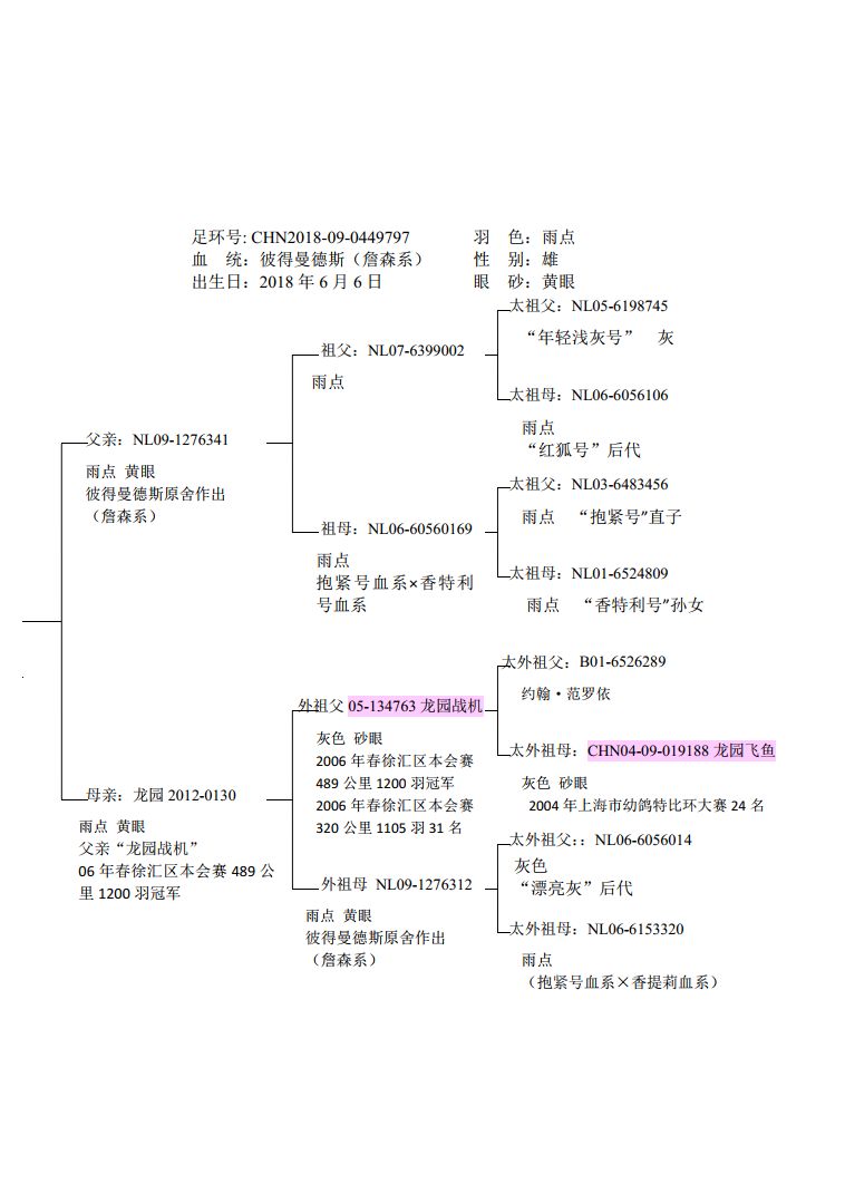 种鸽回血秘诀图片