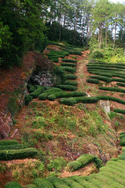 山场主人陈墩杰金交椅的山场味就是一股认真的味道