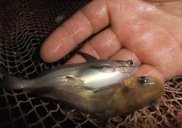 留传千年的捕鱼法"搬罾"每一次需要200斤的力量