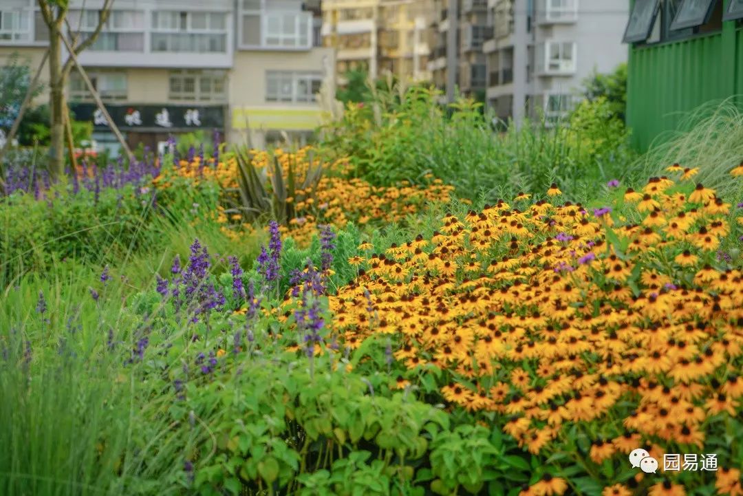 長效四季花境第二年的效果