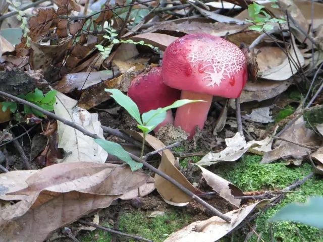 满山红菇跟红菇图片图片