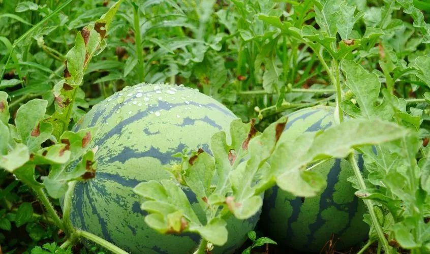 茶叶遇上61西瓜8月24日,中国地利集团受江口产销对接专班邀请深入