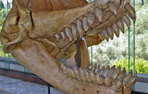 远古巨兽梅尔维尔鲸,虎鲸只够它塞牙缝