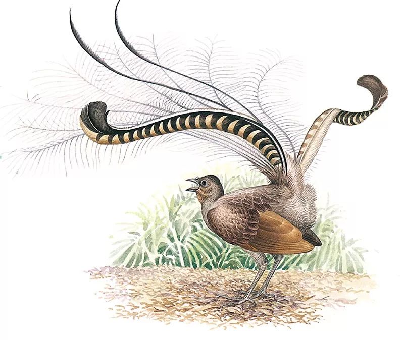 像野鸡一样大小的雄性琴鸟会堆起一个潮湿的土墩,并站在上面载歌载舞.