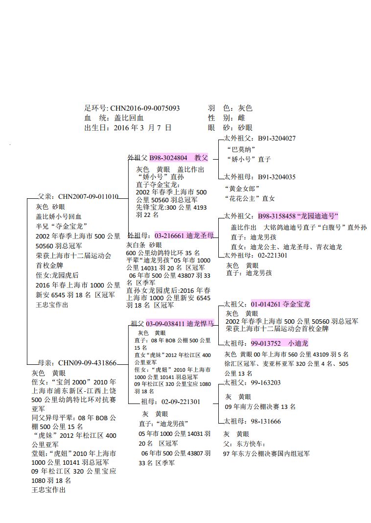 上海龙园鸽业10羽优秀种鸽欣赏拍卖血统利奥003盖比慕利门克拉克詹森