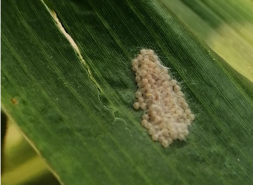 防治草地贪夜蛾,还是得用京博傲敌!