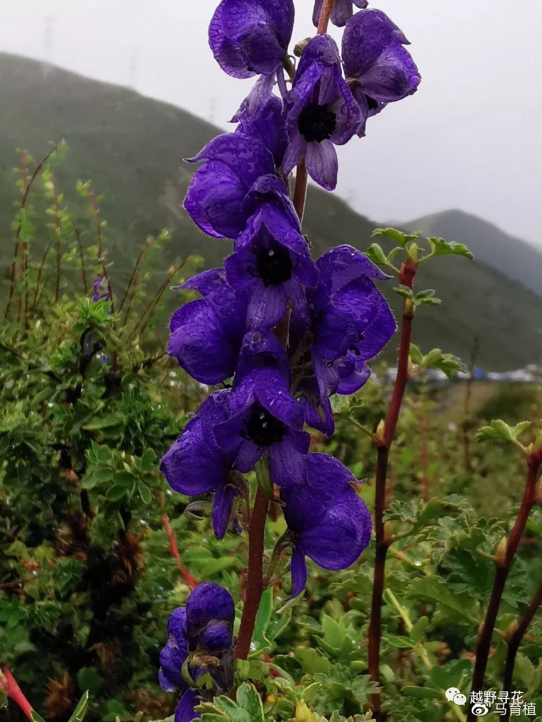 星状雪兔子乌头肋柱花?五岭龙胆叶状苞杜鹃龙胆花折多山