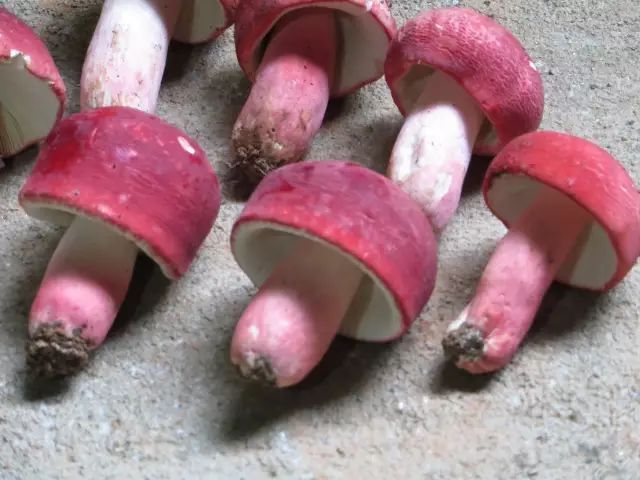 红菇那么贵! 什么人能吃?要怎么吃?吃了有什么用?答案全在这里