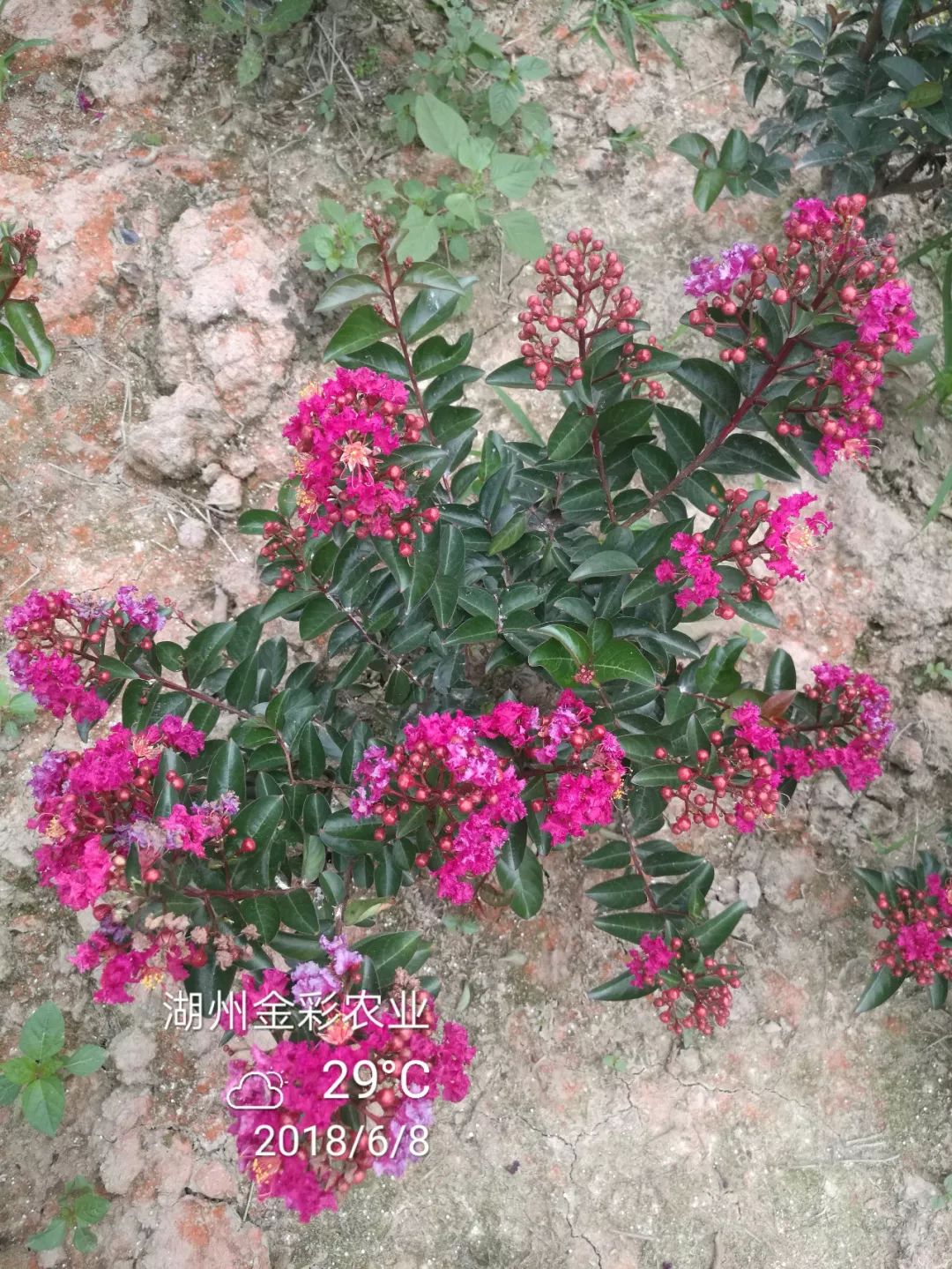 2019长兴花木大会新优品种展参选品种百丽矮紫薇