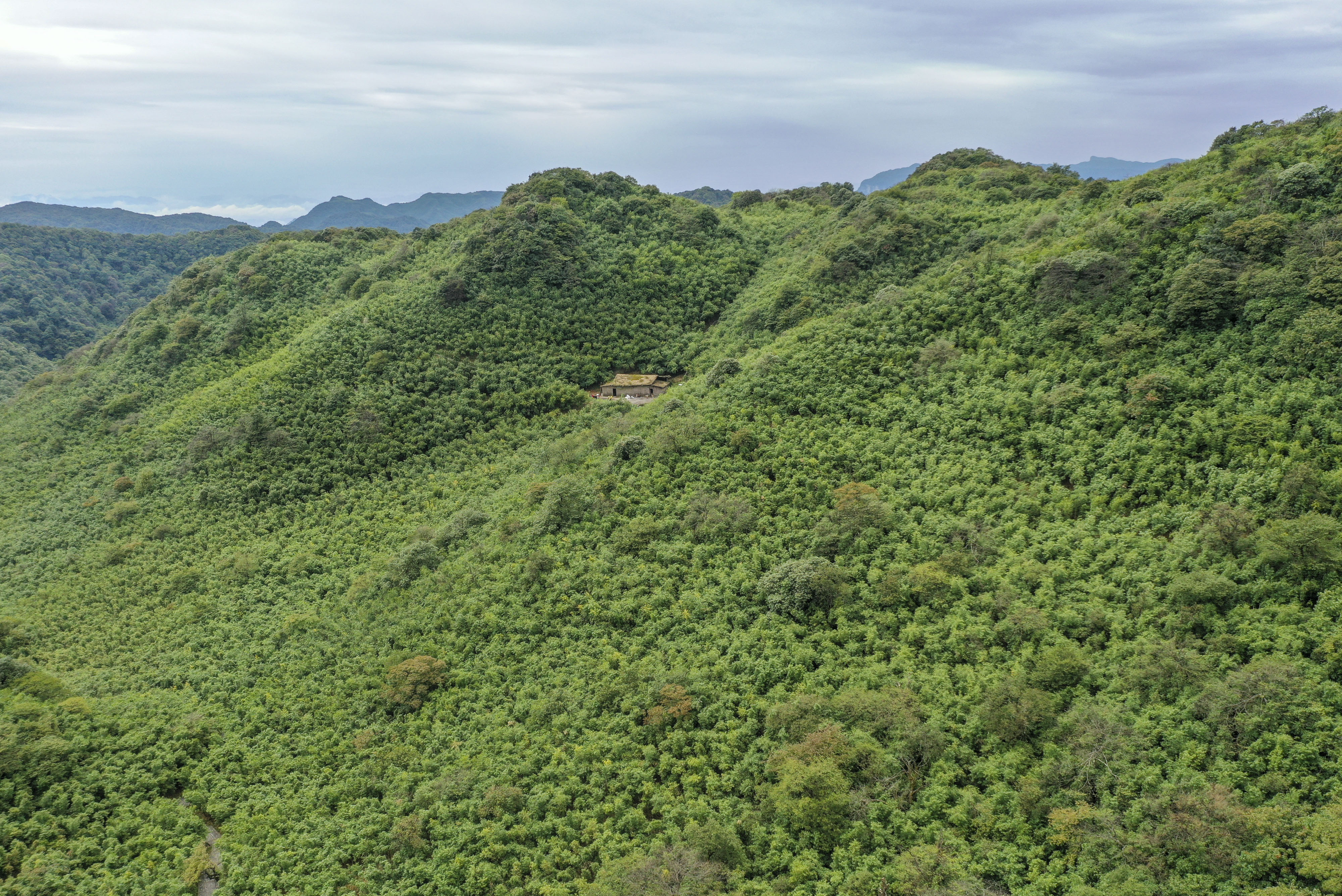 重庆南川大山深处的采笋人